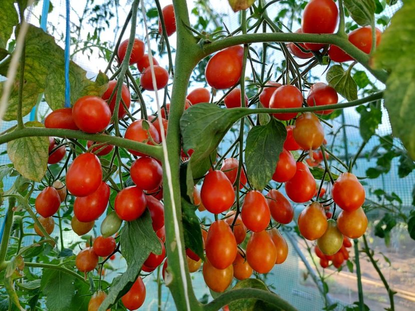  - 2022 iun iul aug sept