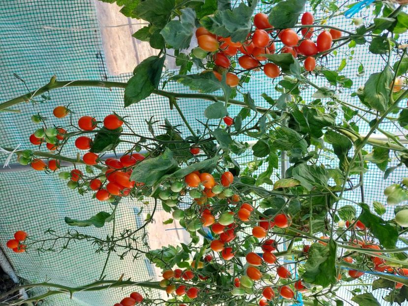  - 2022 iun iul aug sept