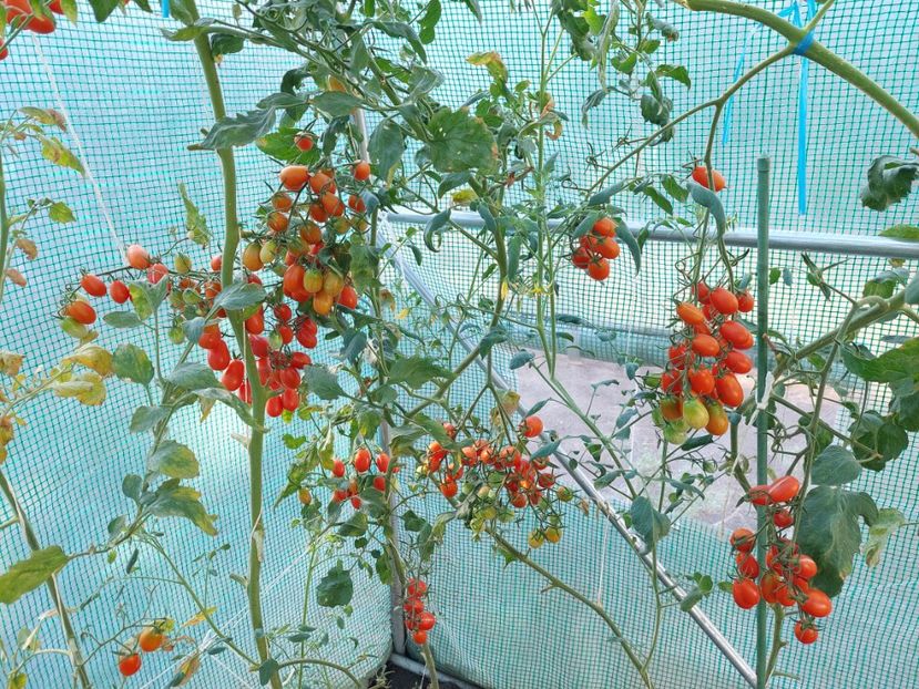  - 2022 iun iul aug sept