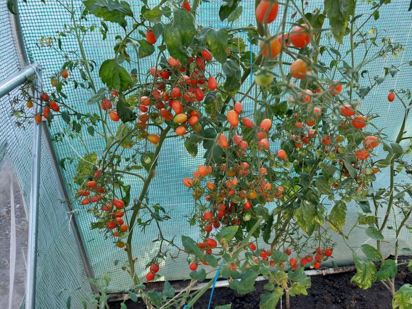  - 2022 iun iul aug sept