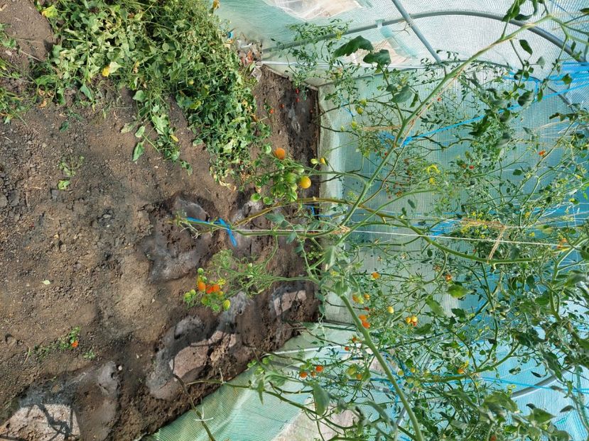  - 2022 iun iul aug sept