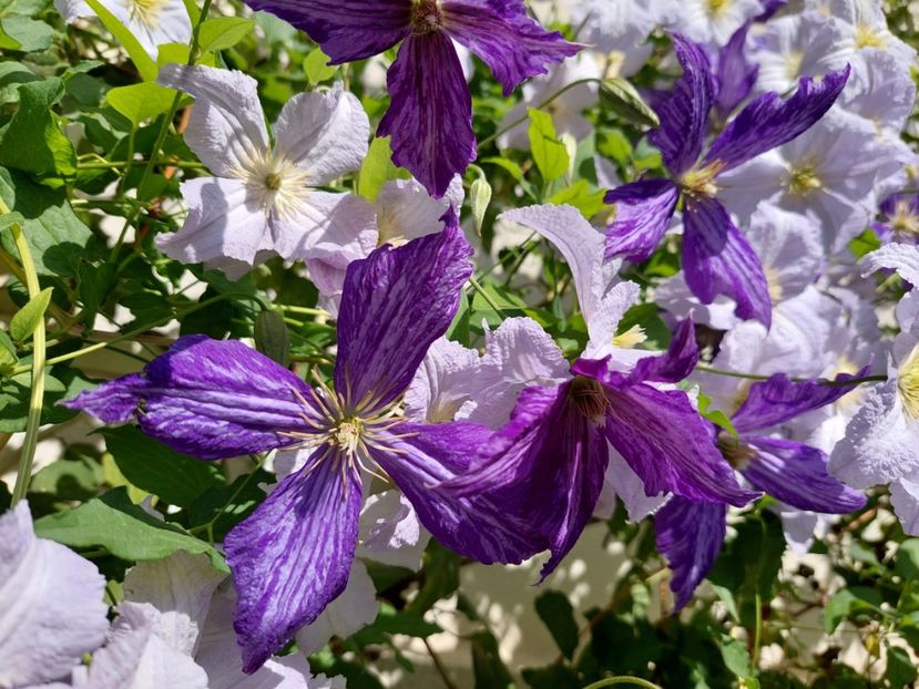  - 2022 iun iul aug sept