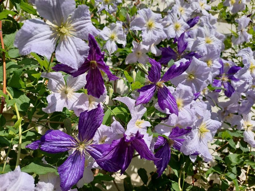  - 2022 iun iul aug sept