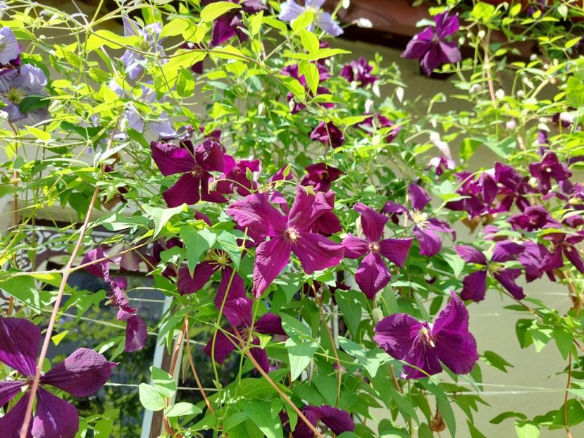  - 2022 iun iul aug sept