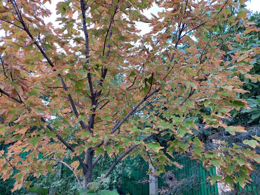  - 2022 iun iul aug sept