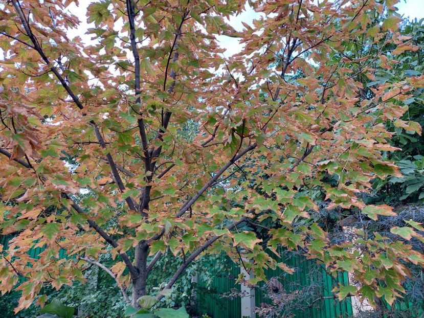  - 2022 iun iul aug sept