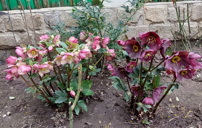  - 2024 feb martie aprilie