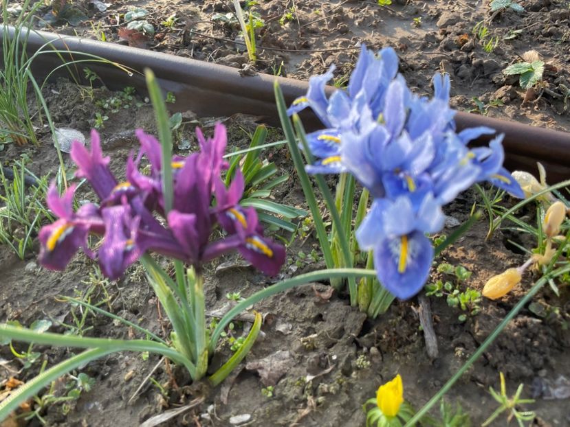  - 002 Grădina 2024 1