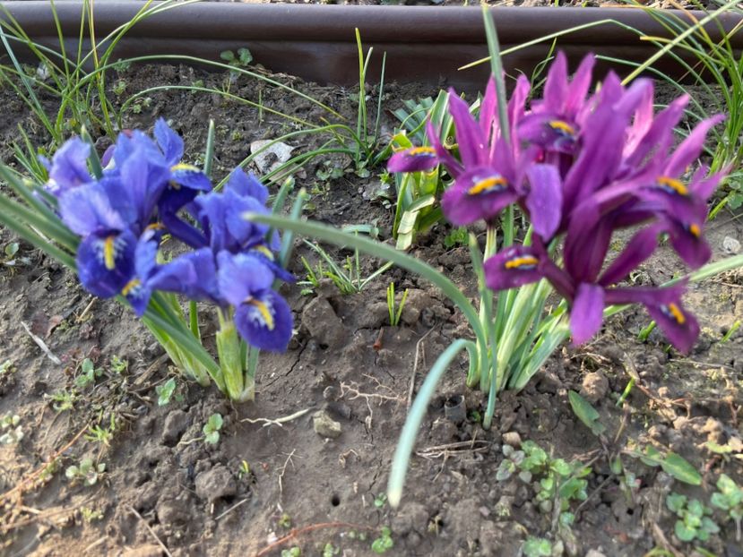  - 002 Grădina 2024 1