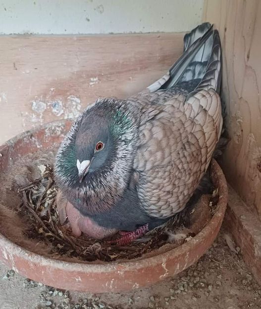  - Nu îmi aparțin 7