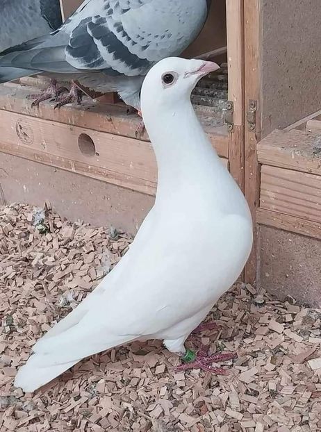  - Nu îmi aparțin 7