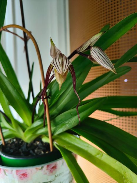 Paph. "Philippinense" - Orhidee_5_simpodiale fără pseudobulbi