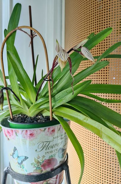 Paph  "Philippinense" - Orhidee_5_simpodiale fără pseudobulbi
