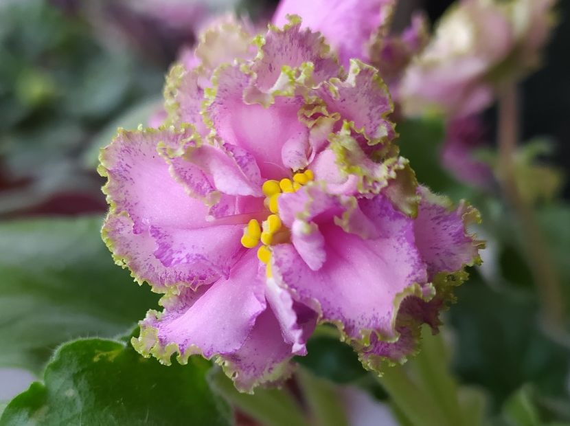 10 martie 2024 - Georgia