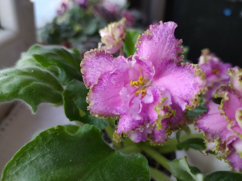 10 martie 2024 - Georgia