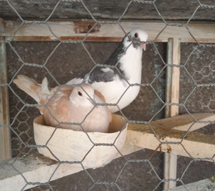  - o dragoste speciala