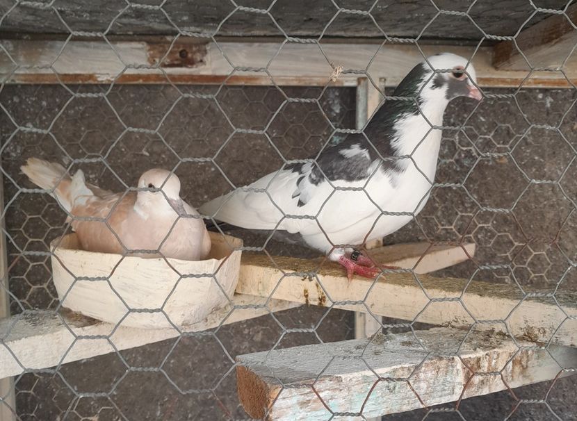  - o dragoste speciala