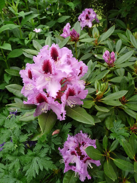 © - Azalee si Rhododendroni