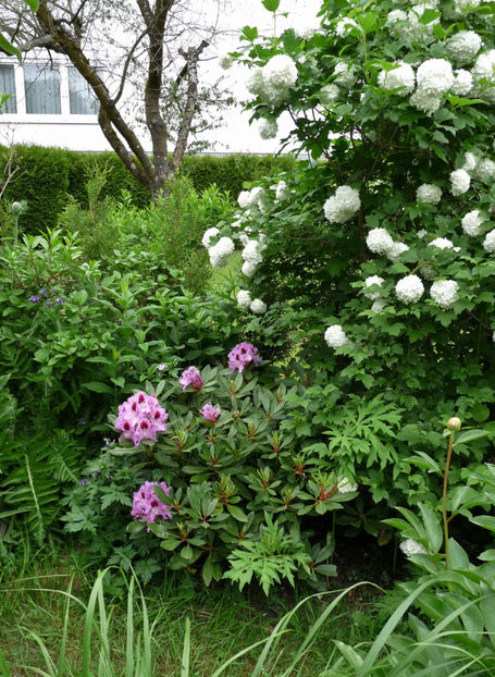 © - Azalee si Rhododendroni