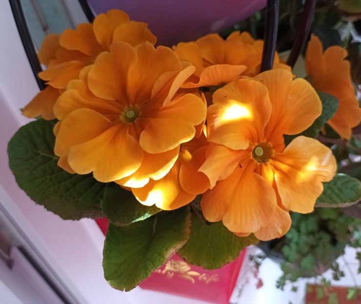 Săru' mâna mamă! ❤️❤️❤️ - E primăvară-n balcon