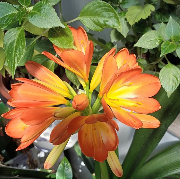 ❤️ Clivia ❤️ - E primăvară-n balcon