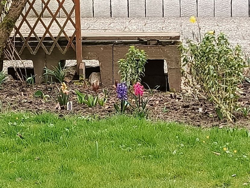 Img.2024.03.10 - Grădina mea