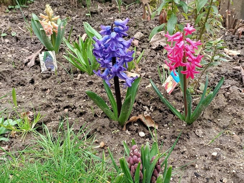 Img.2024.03.10 - Grădina mea