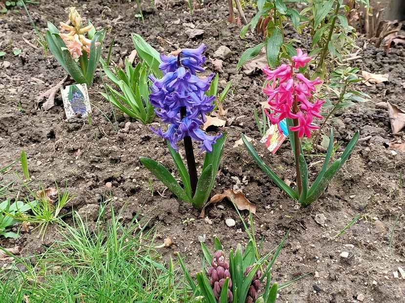 Img.2024.03.10 - Grădina mea