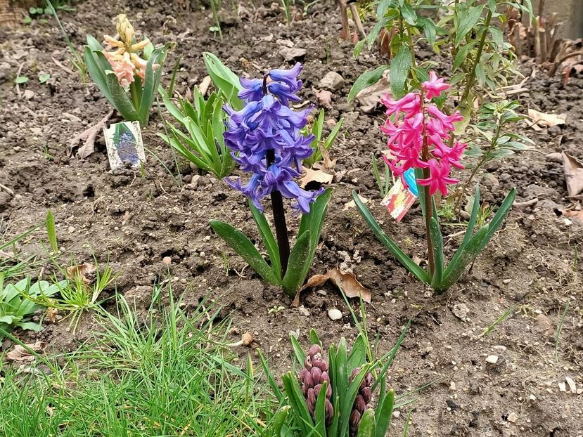 Img.2024.03.10 - Grădina mea