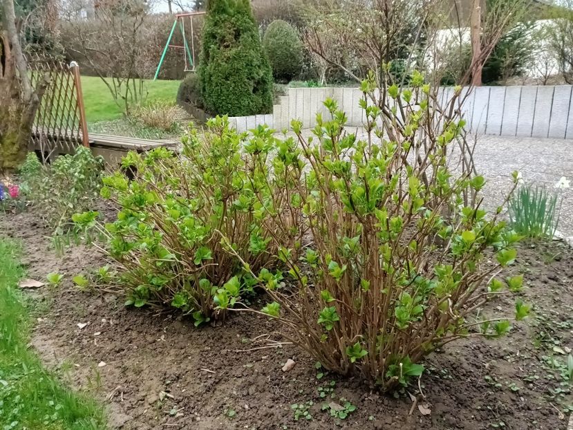 Img.2024.03.10 - Grădina mea