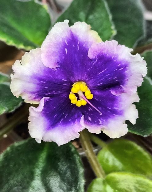 Galactic Storm - PORTRETE