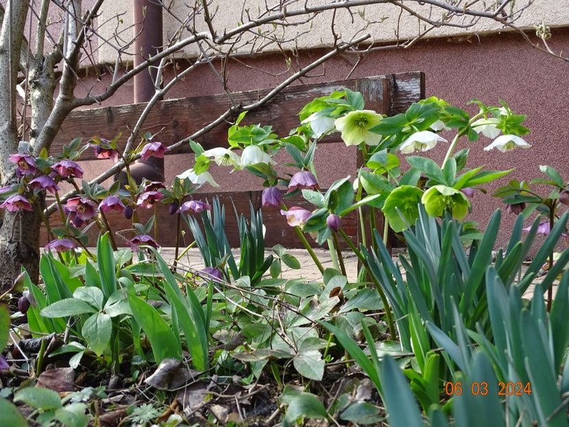 seedling - Helleborus 2024