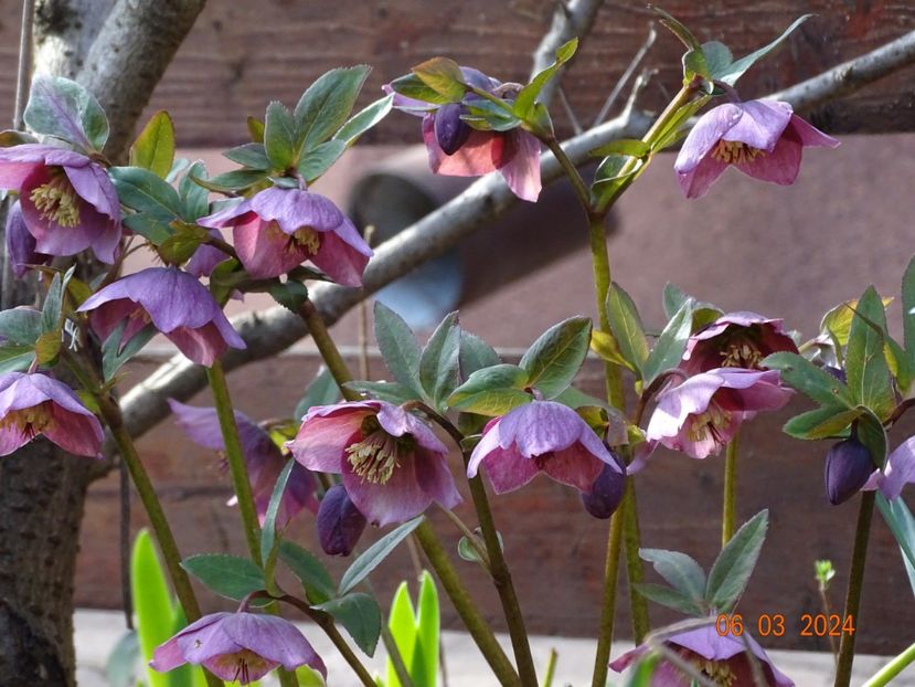 seedling - Helleborus 2024