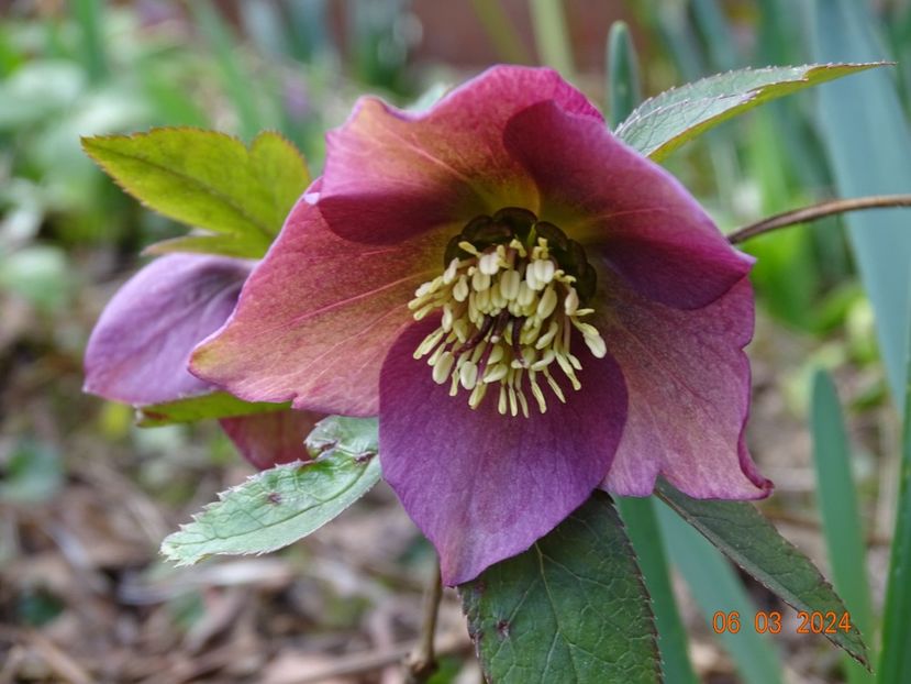 seedling - Helleborus 2024