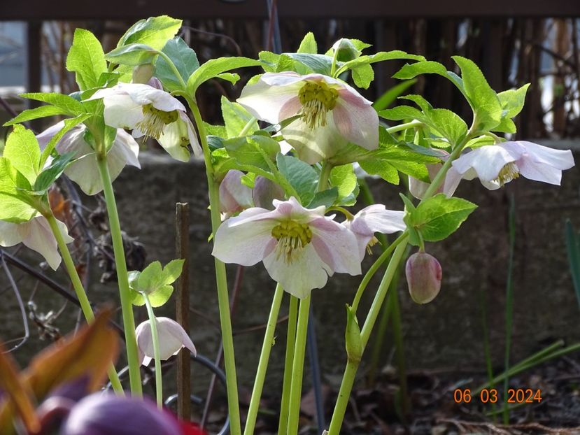 Viv Rosa - Helleborus 2024