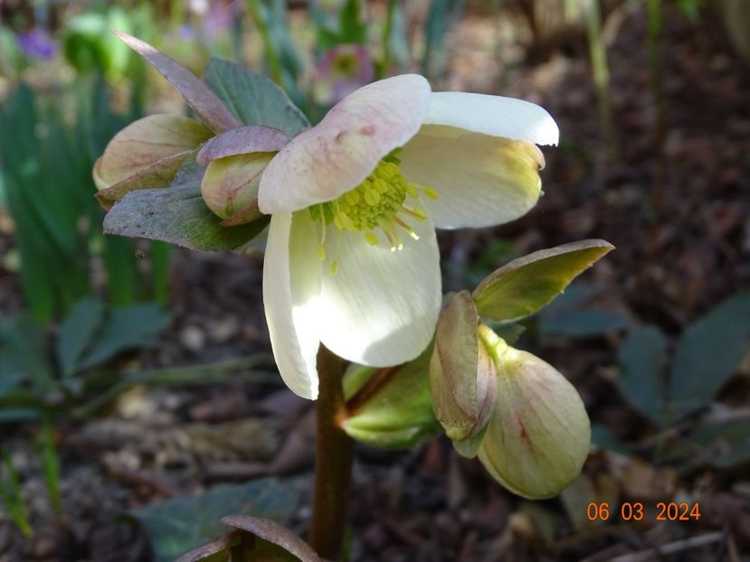 Candy Love - Helleborus 2024