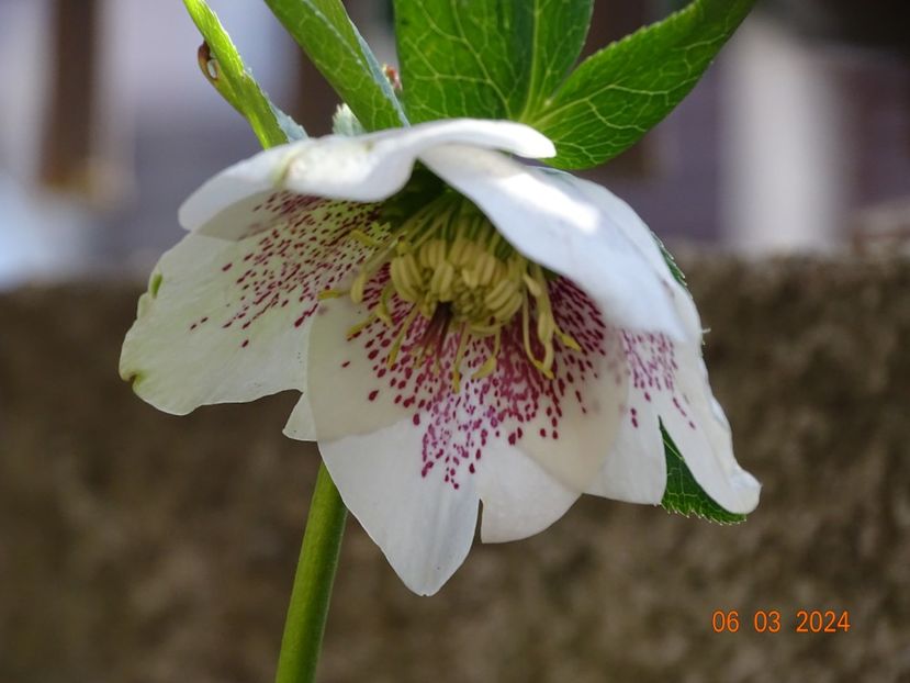 Frozen Kristoff - Helleborus 2024