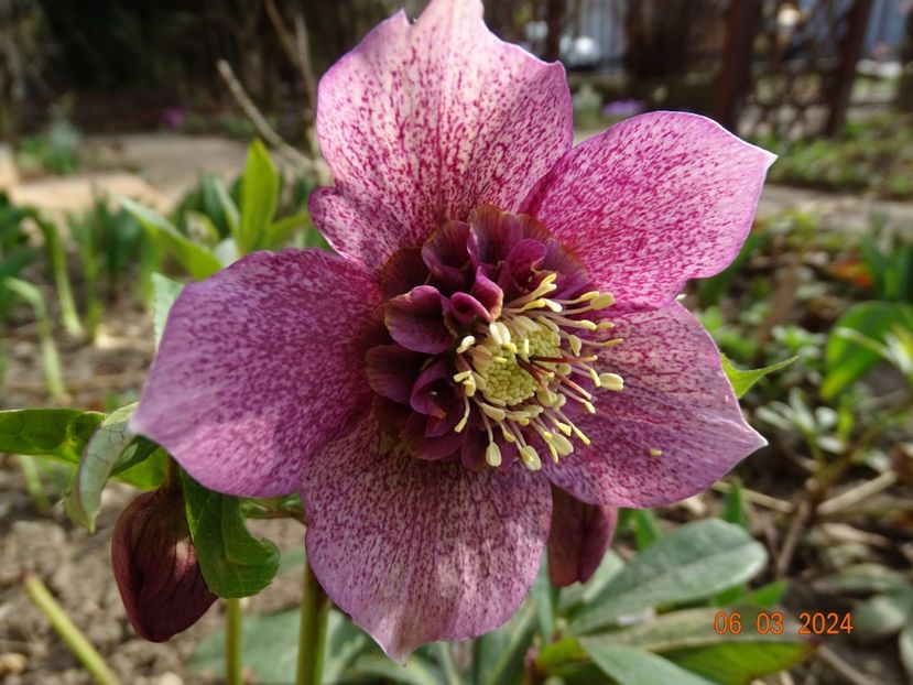 Tutu - Helleborus 2024
