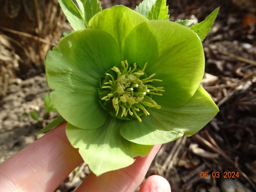 helleborus odorus - Helleborus 2024