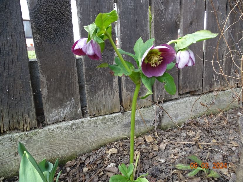 in loc de Anemone Yellow - Helleborus 2024