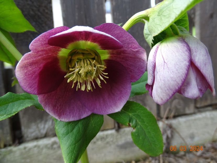 in loc de Anemone Yellow - Helleborus 2024