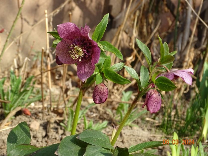 Tutu - Helleborus 2024