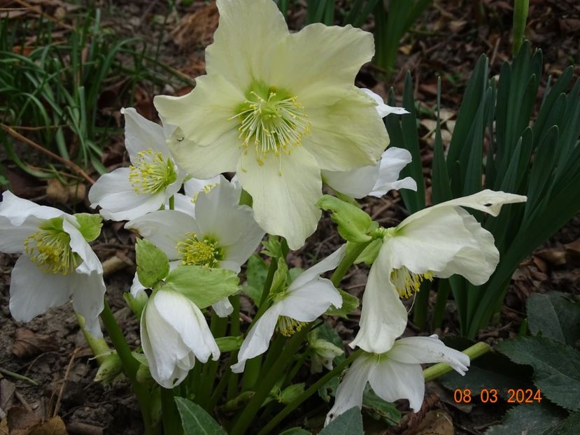 Praecox - Helleborus 2024
