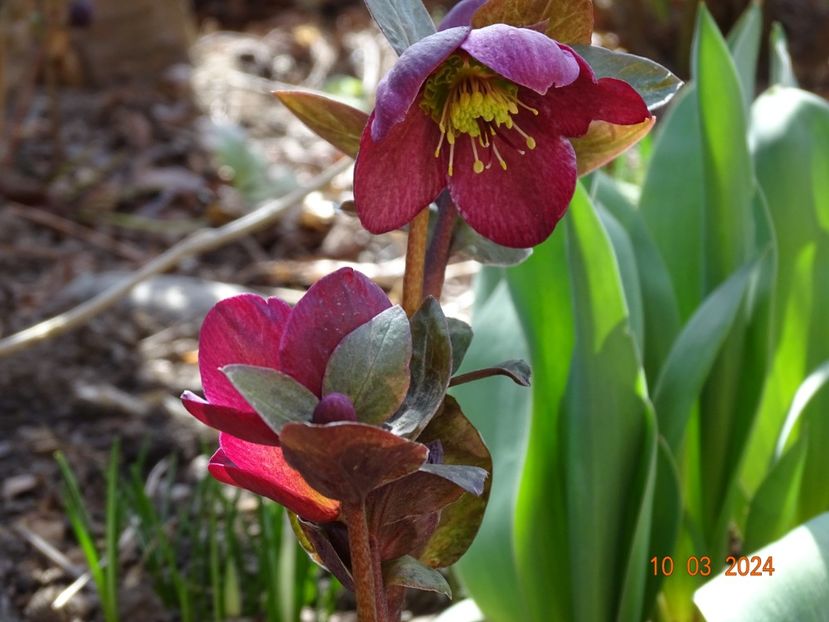 Anna's Red - Helleborus 2024