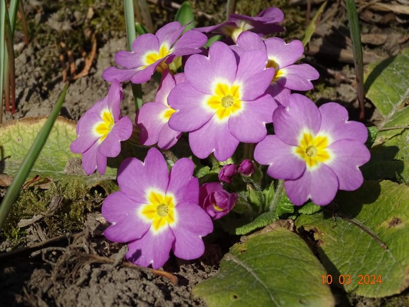  - Primule 2024