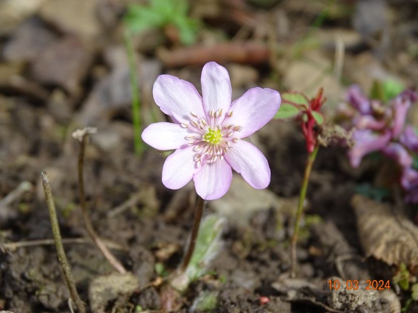 hepatica transsilvanica rosea - Primavara 2024