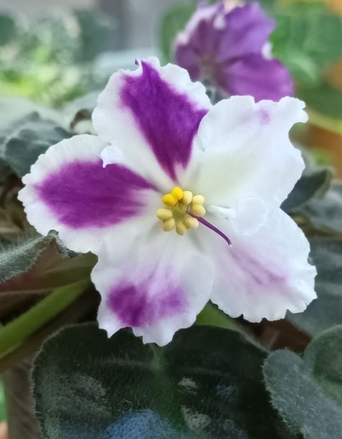 AE Lady Lorain - PORTRETE