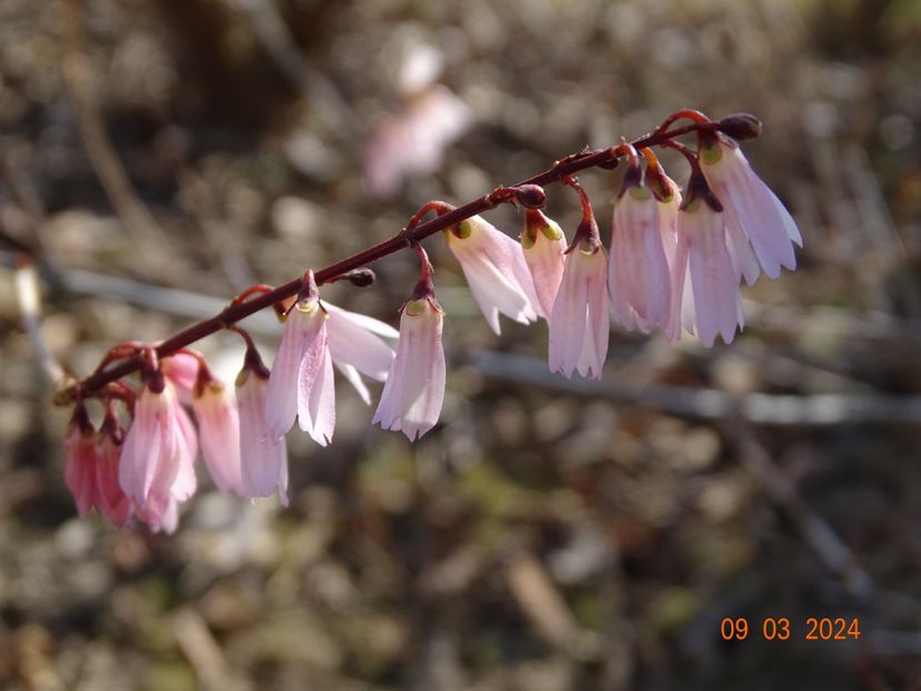 abeliophyllum distichum Roseum - z-Dobarland 2024