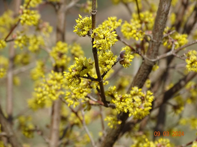 cornus mas - z-Dobarland 2024