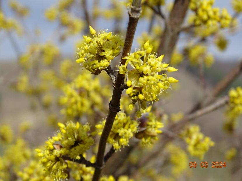 cornus mas - z-Dobarland 2024